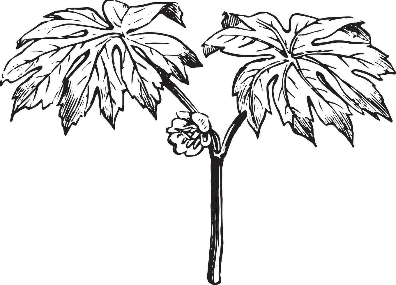 podophyllum, wijnoogst gravure. vector