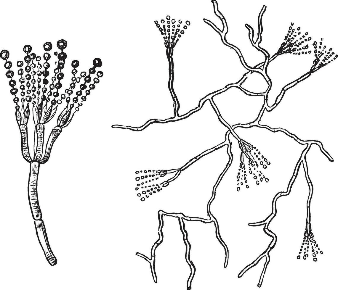 vruchtlichamen top van groen gietvorm, penicillium, wijnoogst gravure. vector