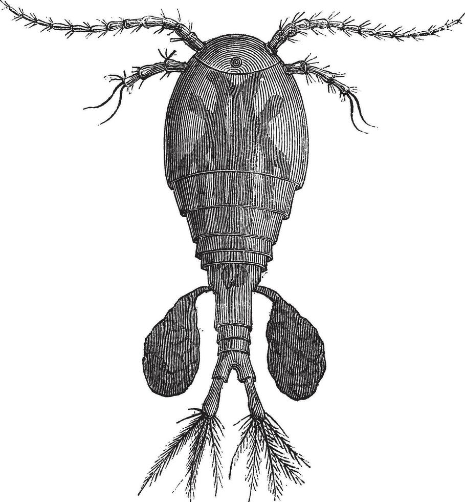 zoetwater copepod of cyclopen sp., wijnoogst gravure vector