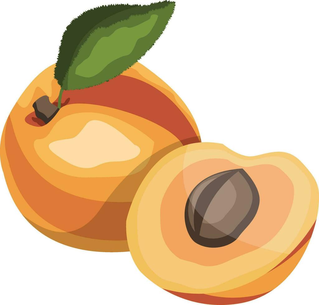 abrikoos met groen blad tekenfilm fruit vector illustratie Aan wit achtergrond.