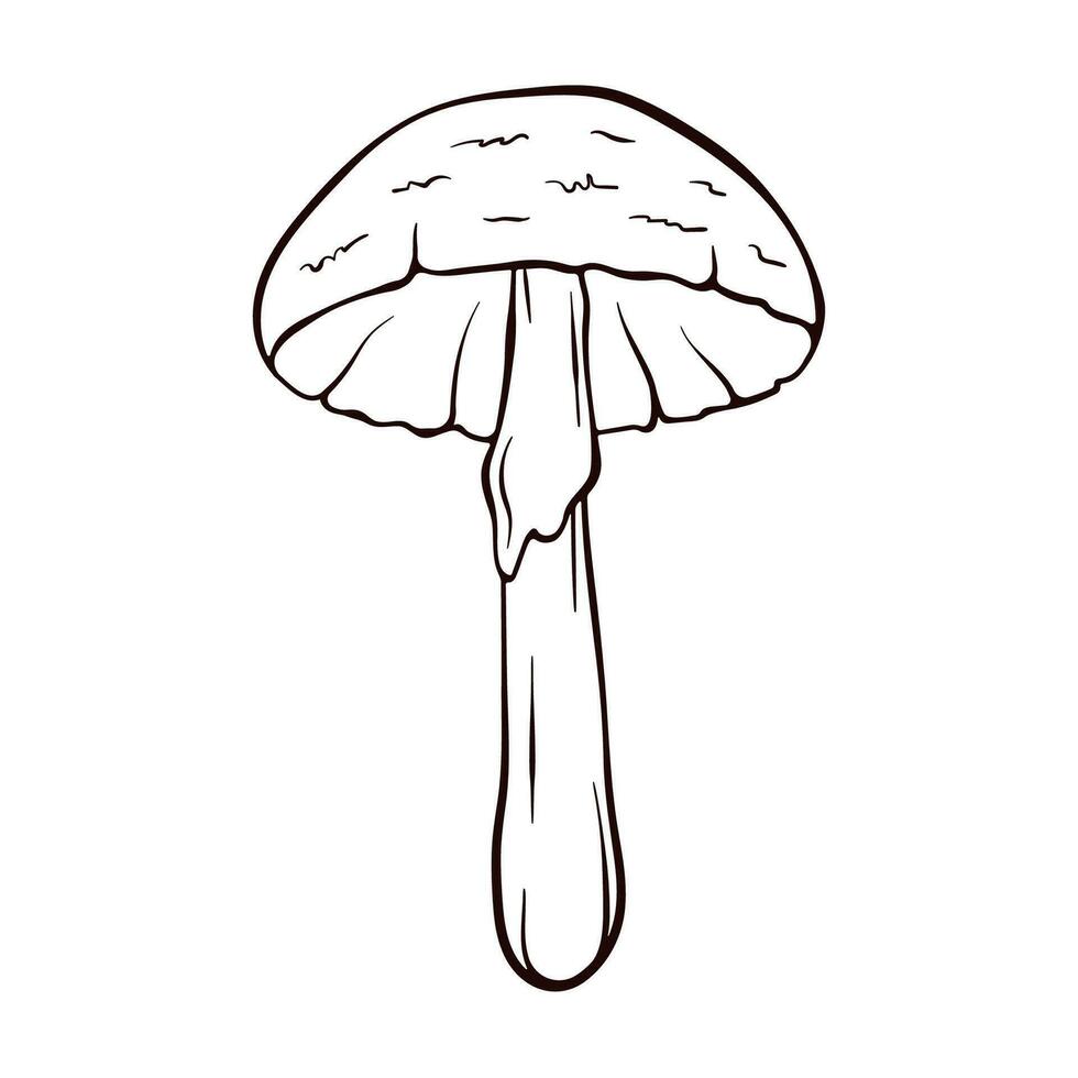 vernietigen engel niet eetbaar paddestoel in gegraveerde stijl. amanita bisporigera virosa in lijn kunst. vector illustratie geïsoleerd Aan een wit achtergrond.