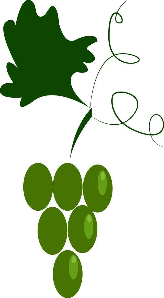 een bundel van groen druiven vector of kleur illustratie