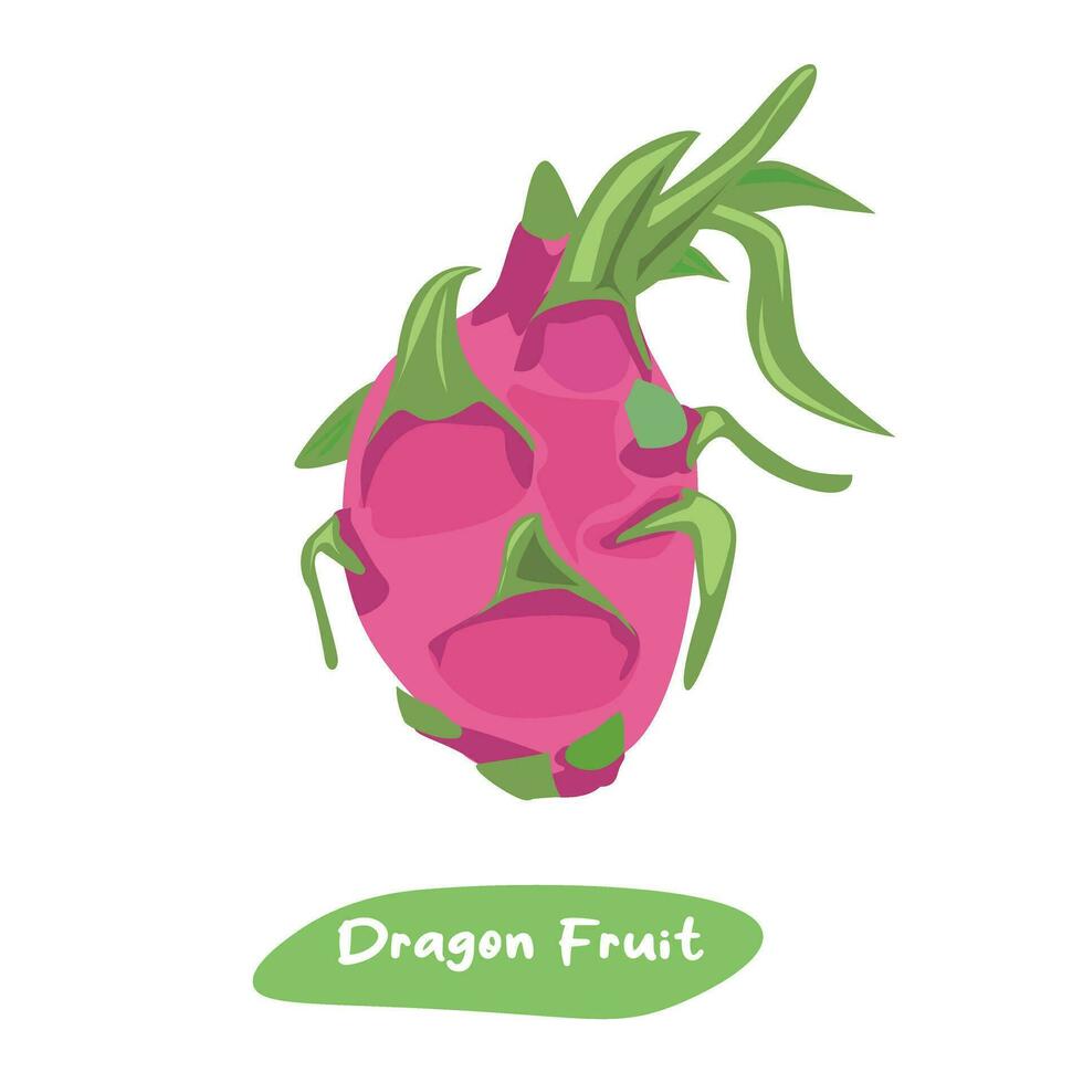 draak fruit vector illustratie. zomer tropisch fruit klem kunst. vlak vector in tekenfilm stijl geïsoleerd Aan wit achtergrond.