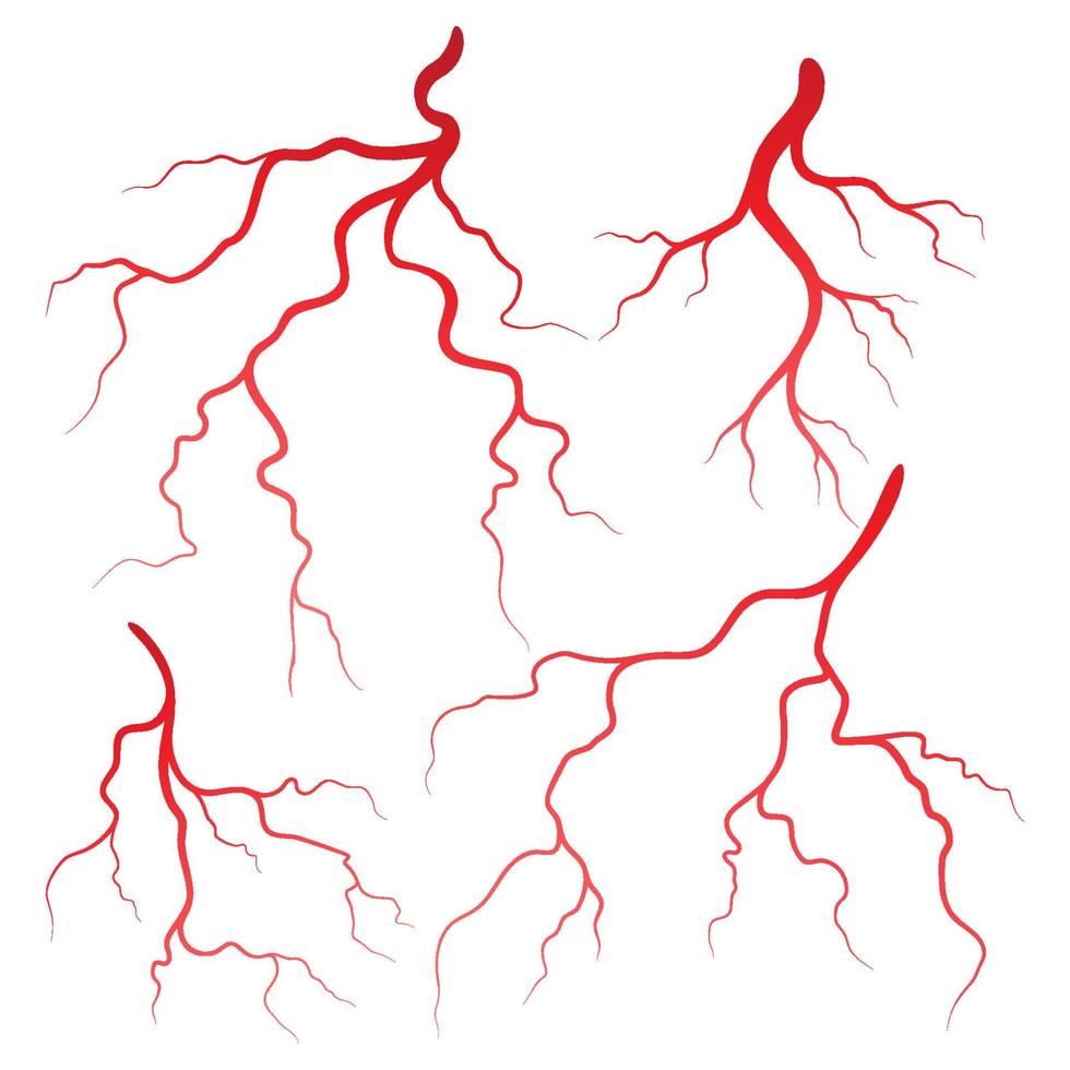 menselijke aderen en slagaders illustratie vector