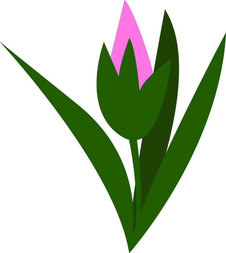 een roze tulp bloem vector of kleur illustratie