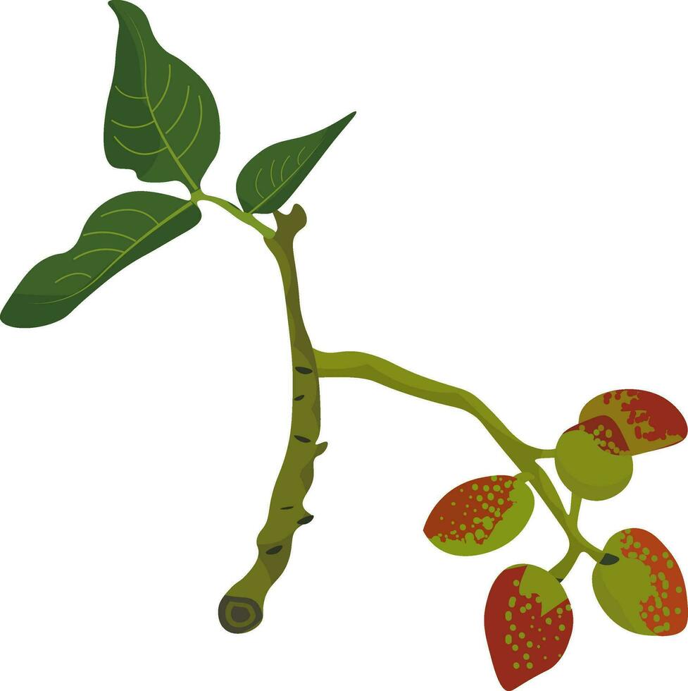 clip art van de Afdeling van de pistache boom lager fruit en bladeren, vector of kleur illustratie