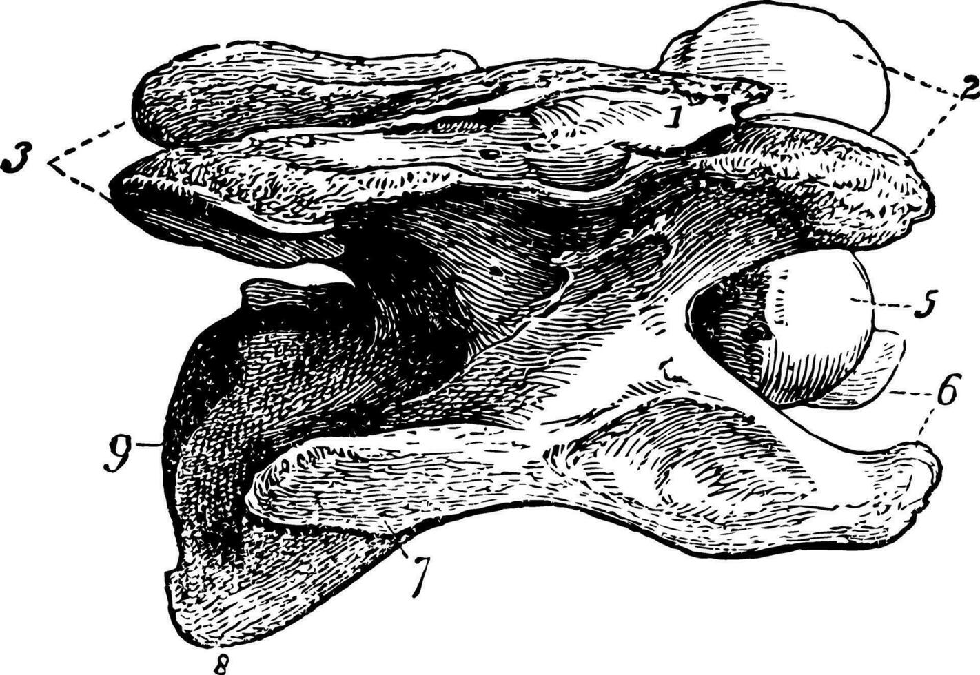 cervicaal wervel van een paard wijnoogst illustratie. vector