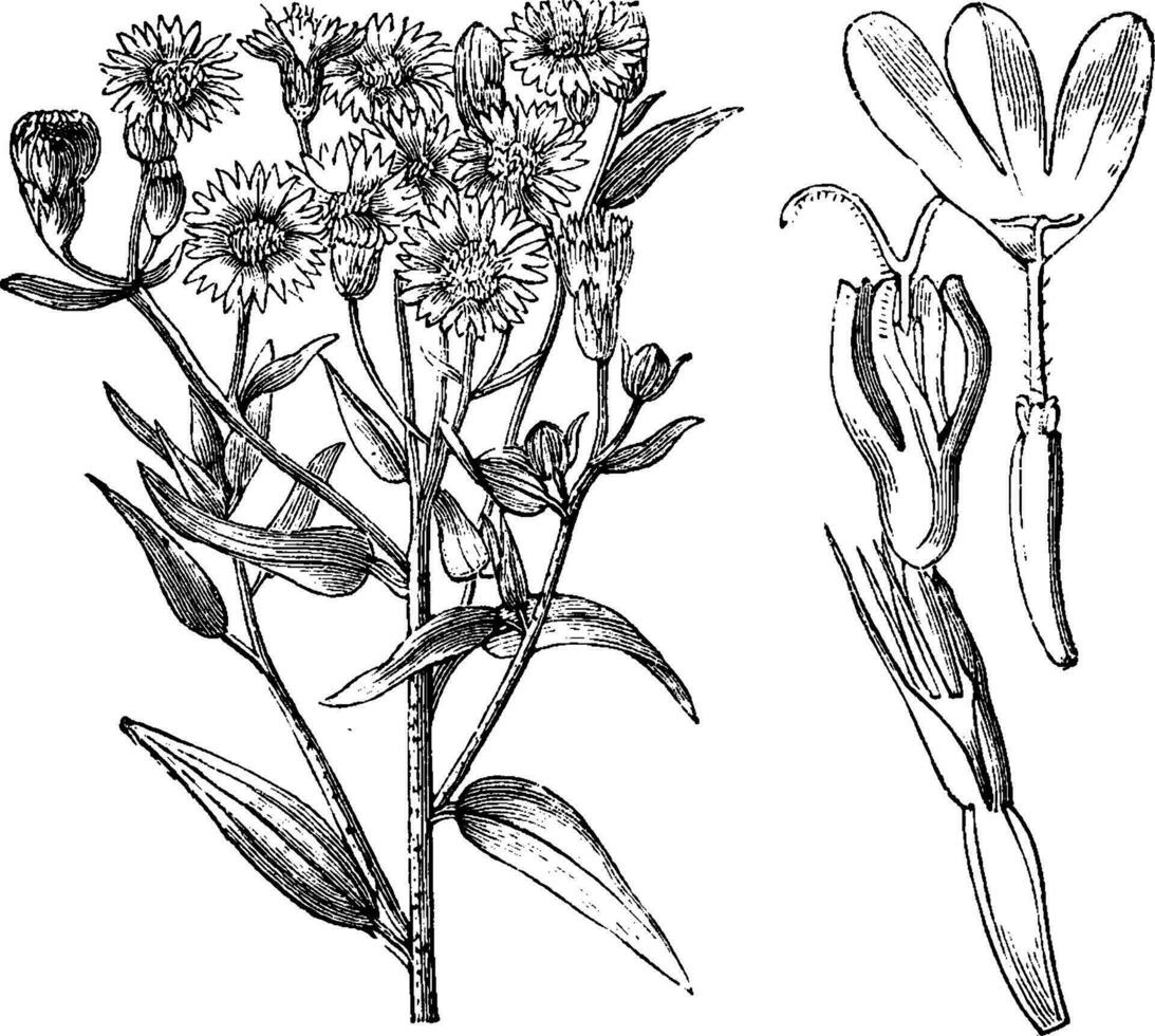 palafoxie hoeriana wijnoogst illustratie. vector