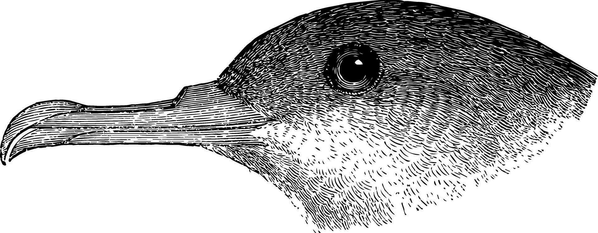 zwart geventileerd pijlstormvogel wijnoogst illustratie. vector
