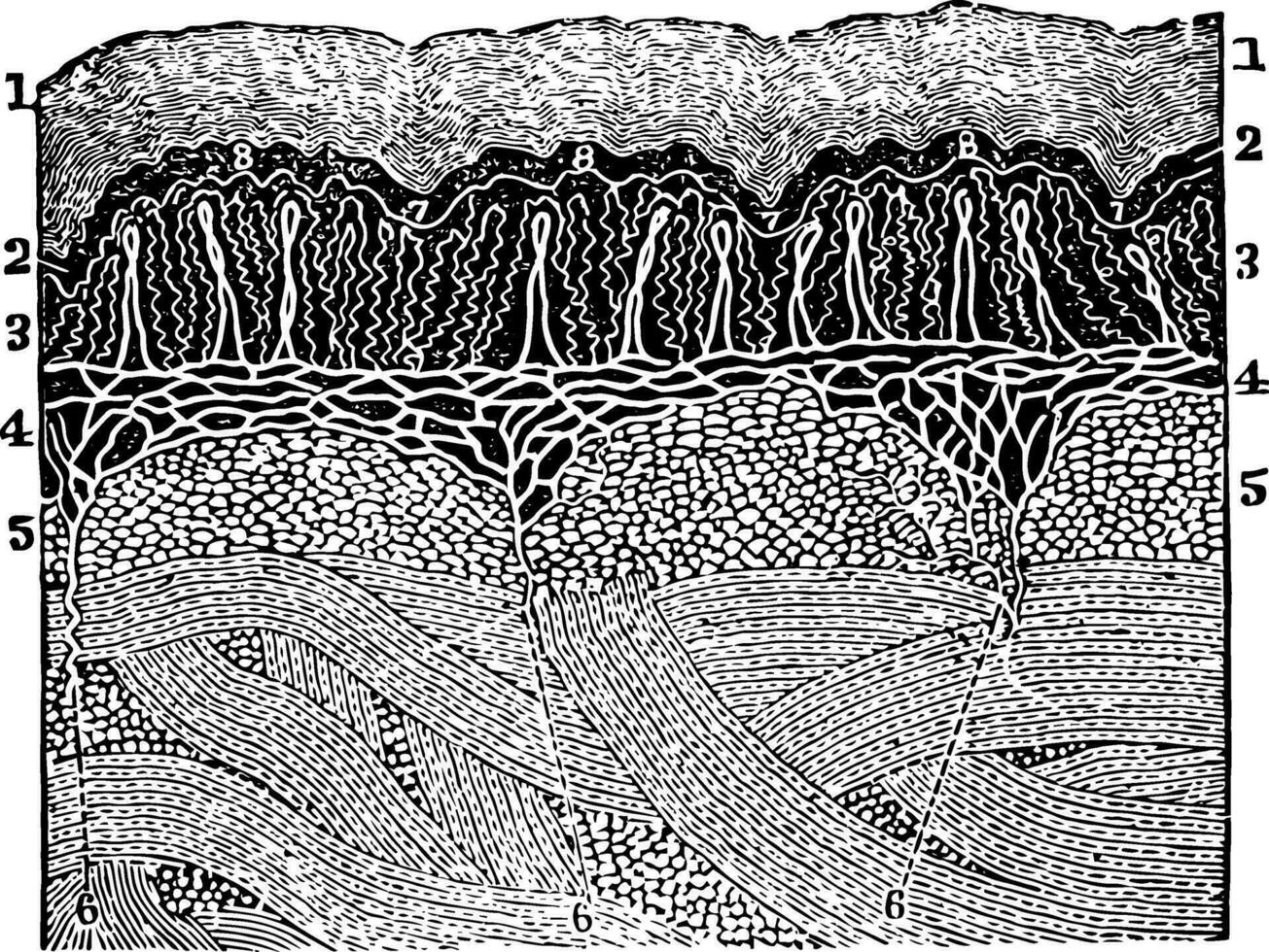 een diagram van de lagen van de huid, wijnoogst illustratie. vector