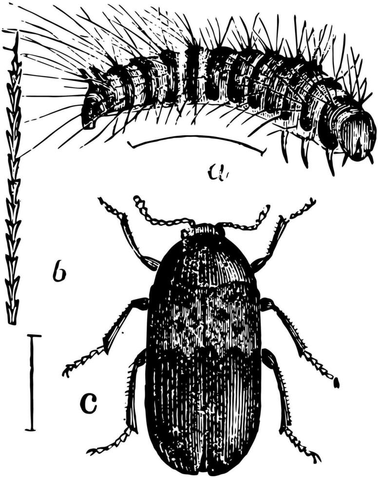 voorraadkast kever larven en imago, wijnoogst illustratie. vector