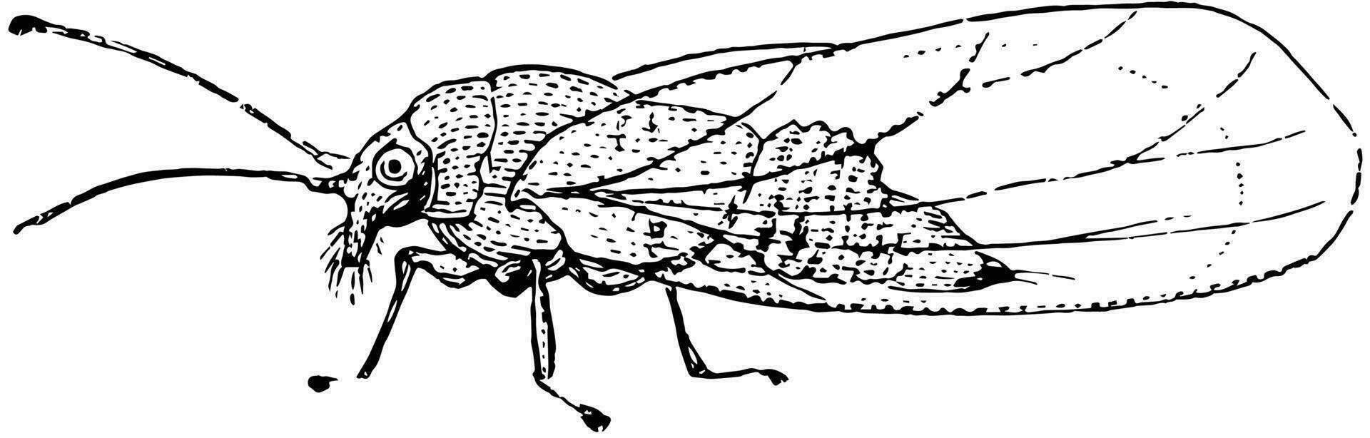 psylla pyrisuga, wijnoogst illustratie. vector