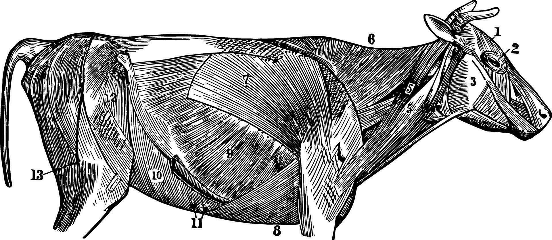 de oppervlakkig spieren van een koe, wijnoogst illustratie vector