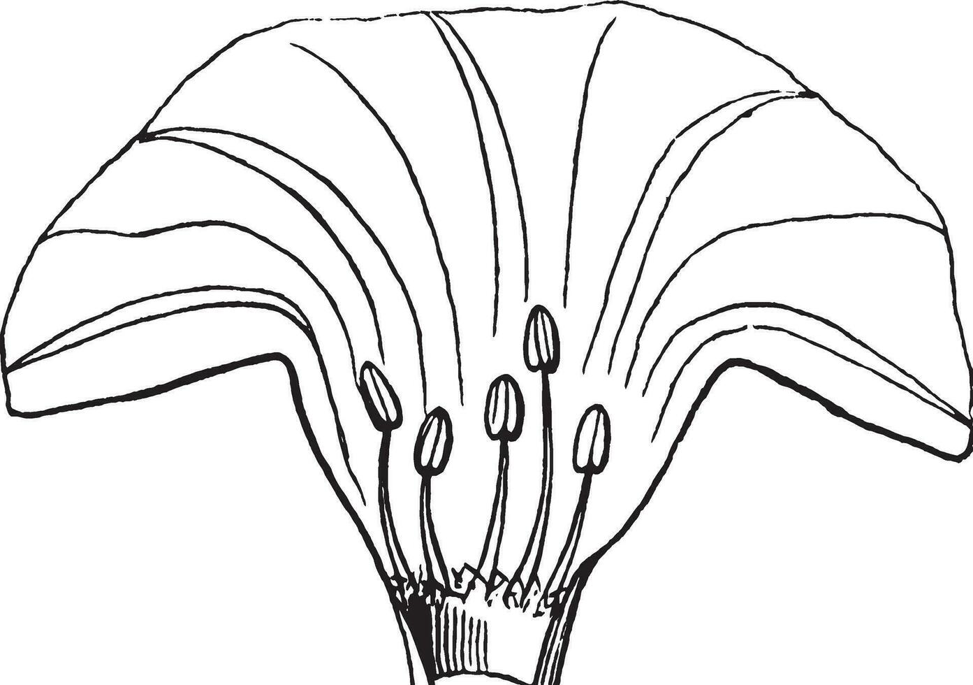 bloem wijnoogst illustratie. vector