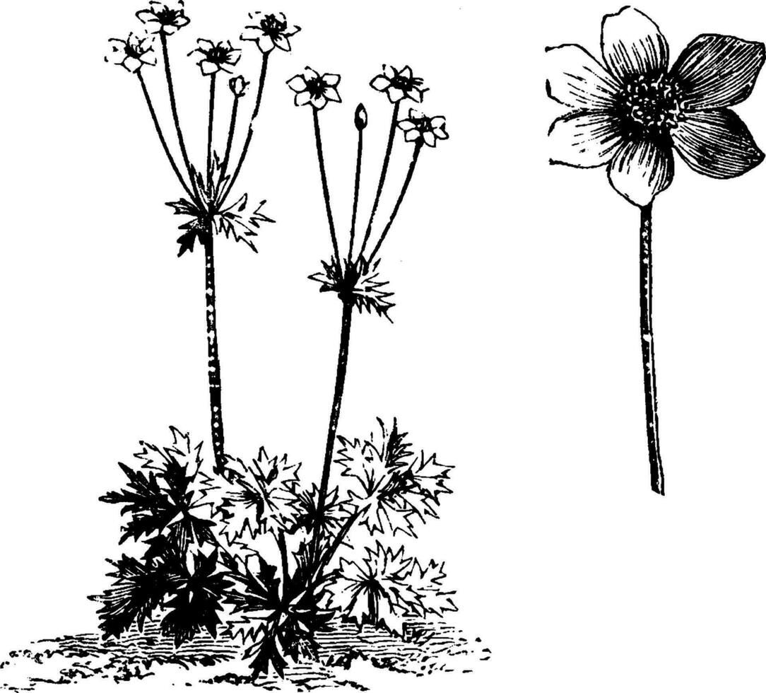 gewoonte en bloem van anemoon narcisflora wijnoogst illustratie. vector