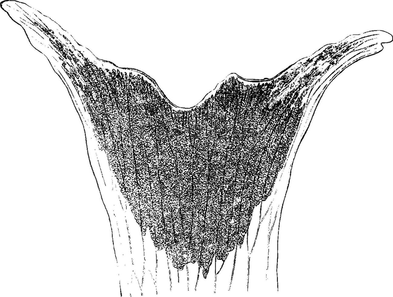 platycerium aethiopicum wijnoogst illustratie. vector