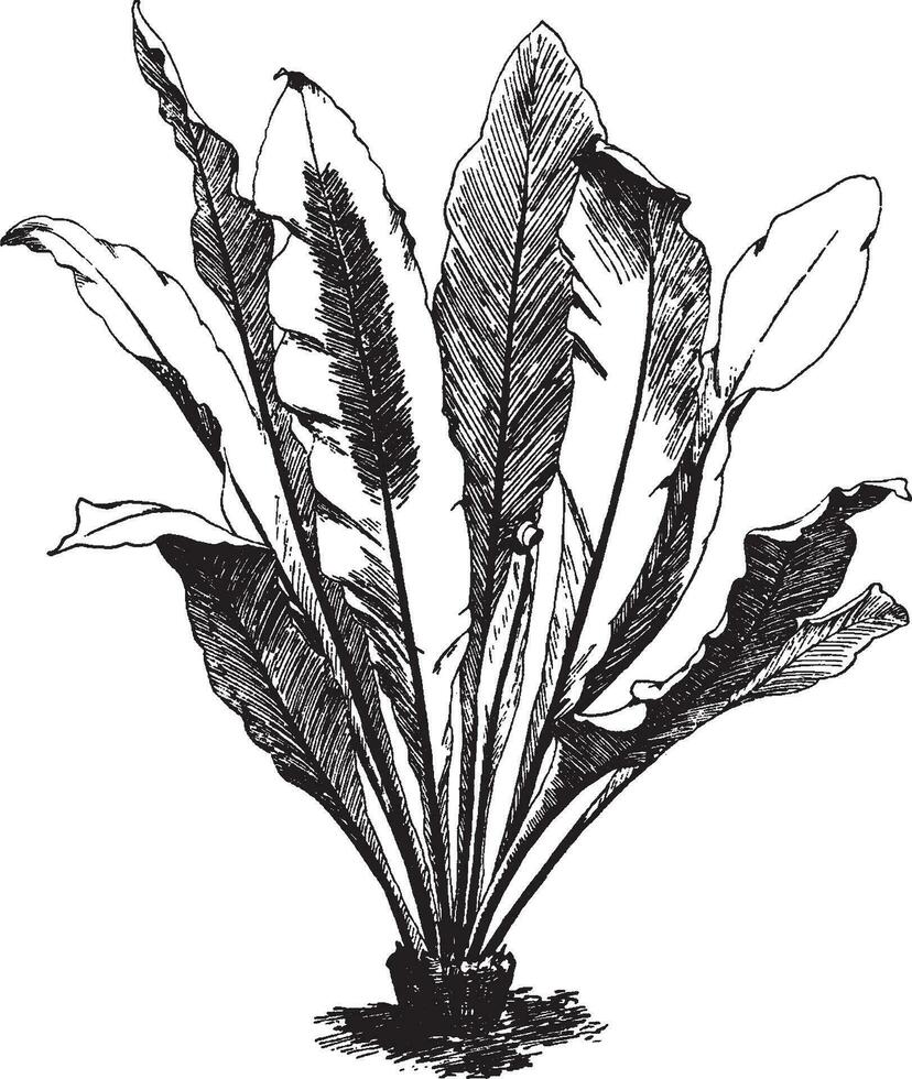 asplenium nidus wijnoogst illustratie. vector
