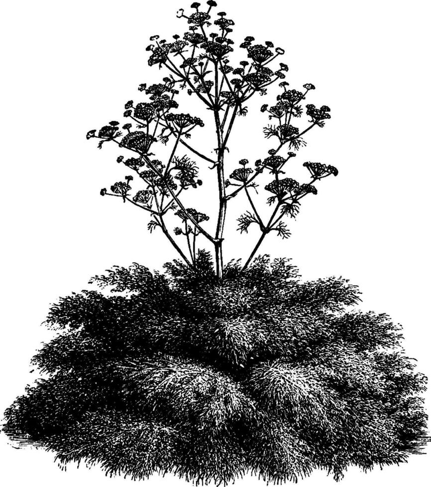 ferula, communistisch, reusachtig, venkel, wortel, apiaceae, hoog, kruidachtig, meerjarig, plant, bloemen wijnoogst illustratie. vector