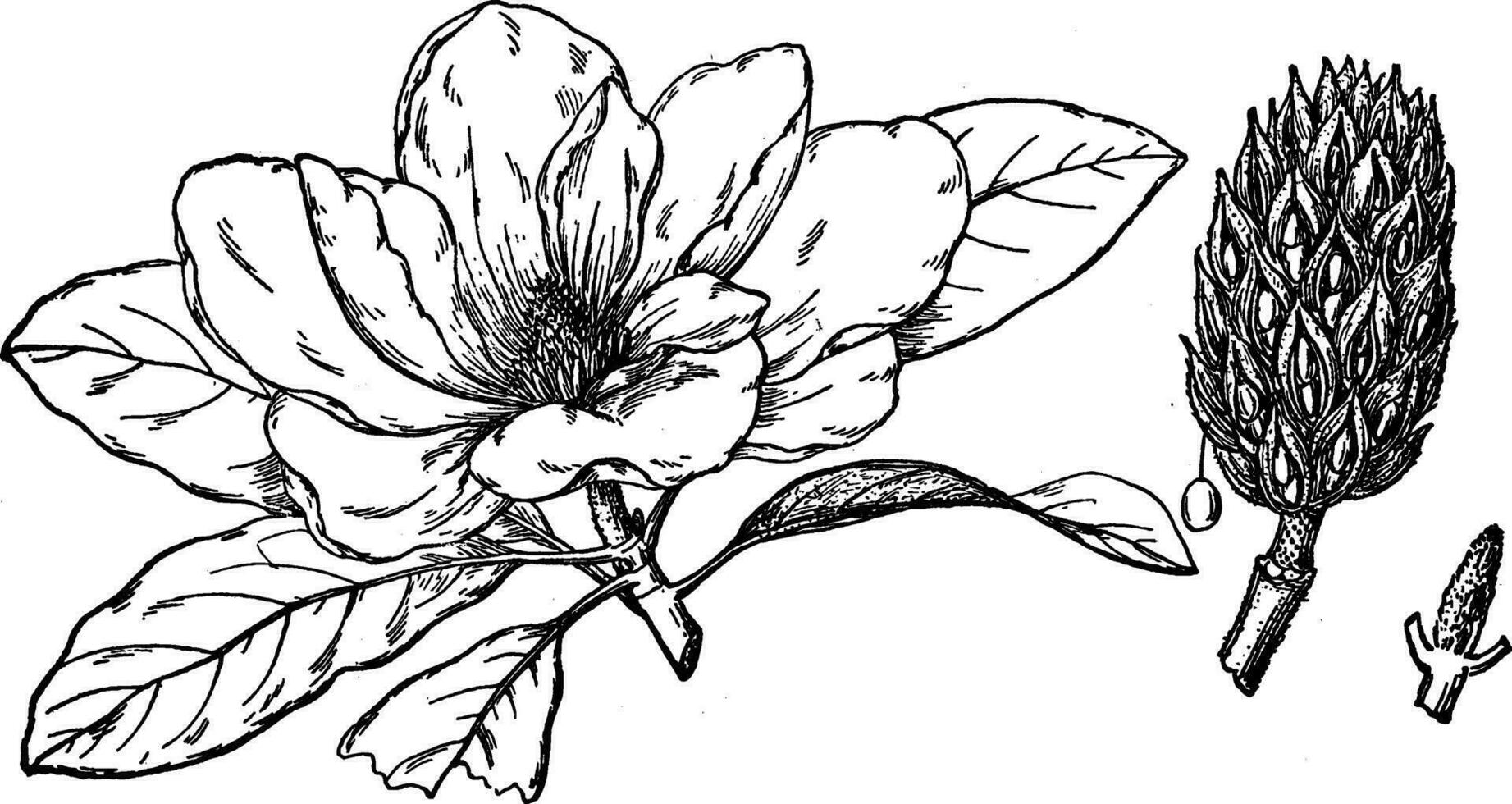 bloem van zuidelijk magnolia wijnoogst illustratie. vector