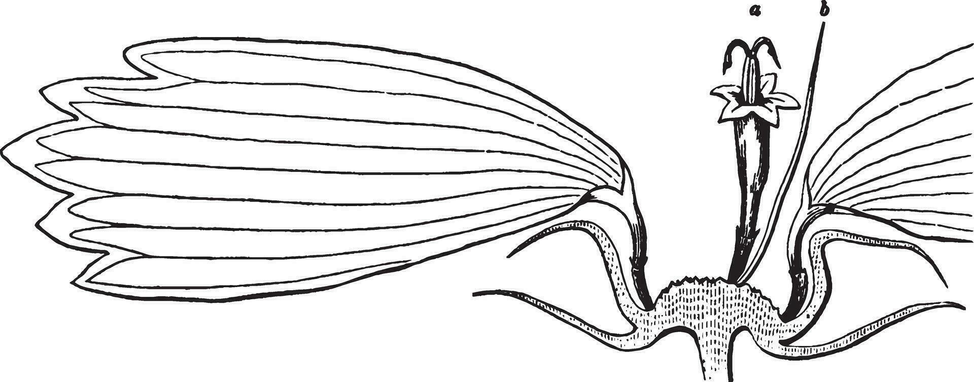 coreopsis, bloem, deel, hoofd, straal, bloem, draad, schutblad wijnoogst illustratie. vector