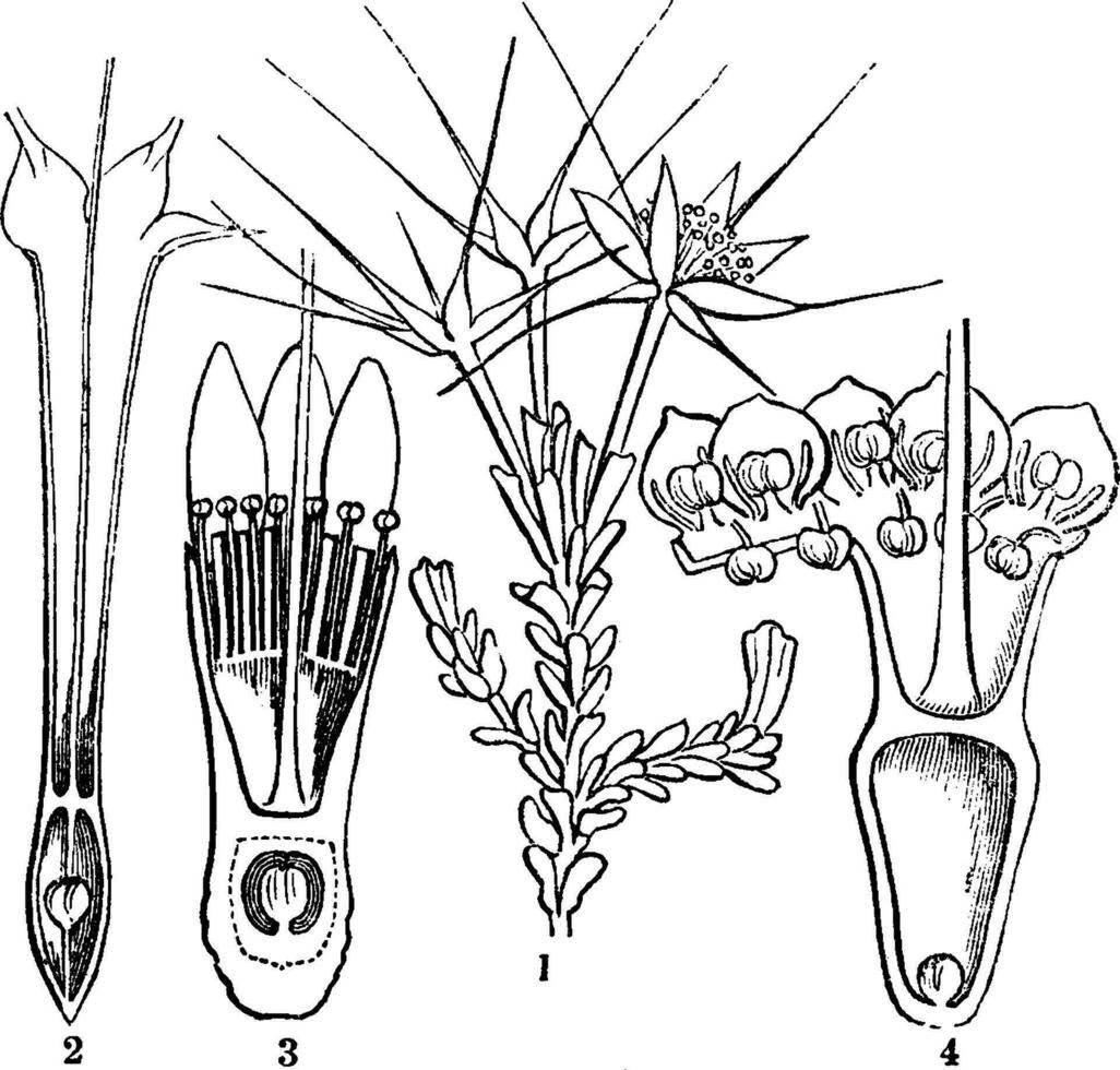 Darwinia wijnoogst illustratie. vector