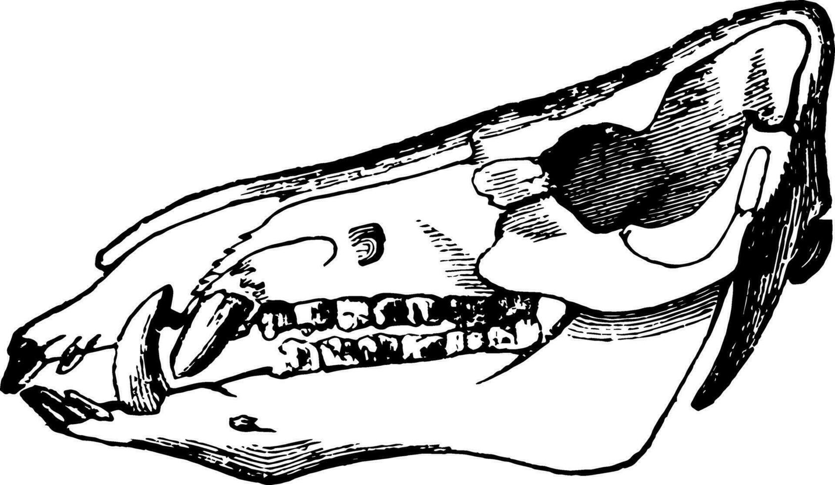 schedel van een zwijn wijnoogst illustratie. vector