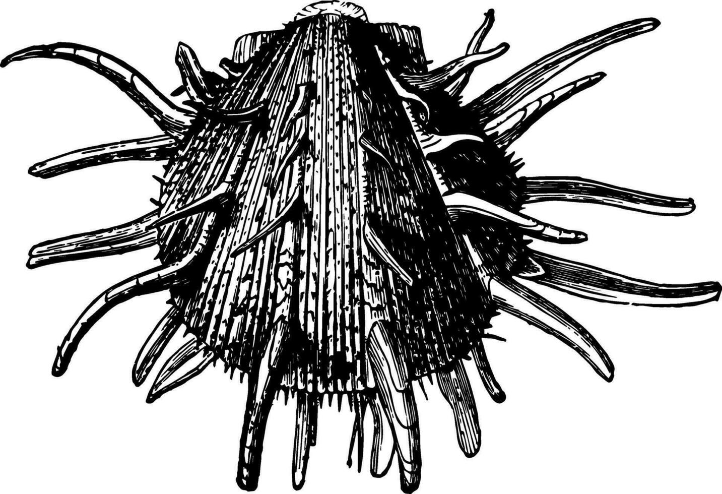 spondylus heerschappij wijnoogst illustratie. vector