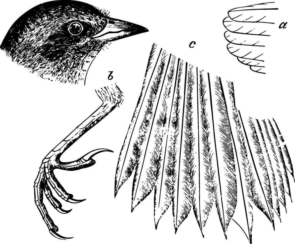 de details van een kust mus wijnoogst illustratie. vector