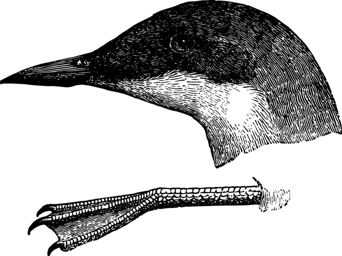 craveri murrelet wijnoogst illustratie. vector