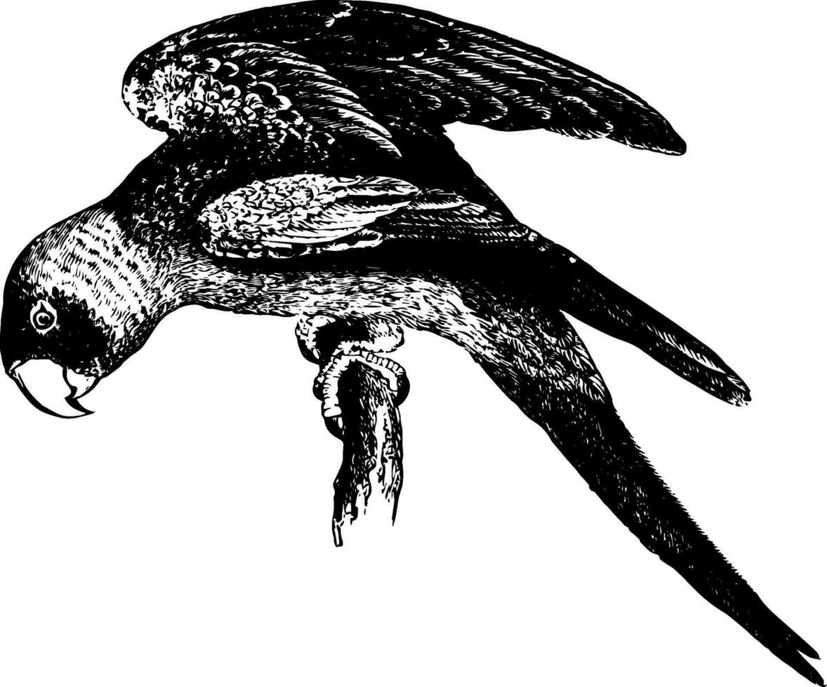 carolina papegaai wijnoogst illustratie. vector