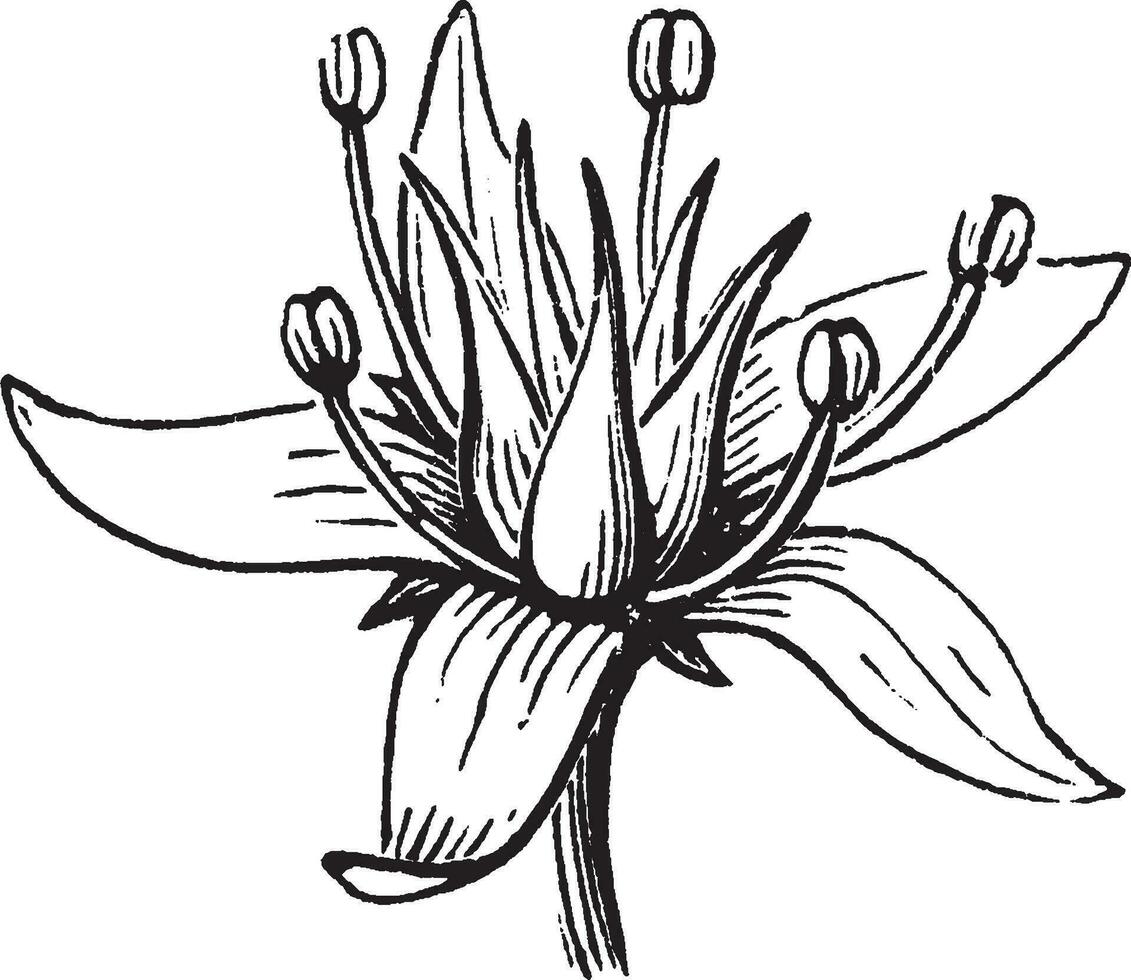 crassula wijnoogst illustratie. vector