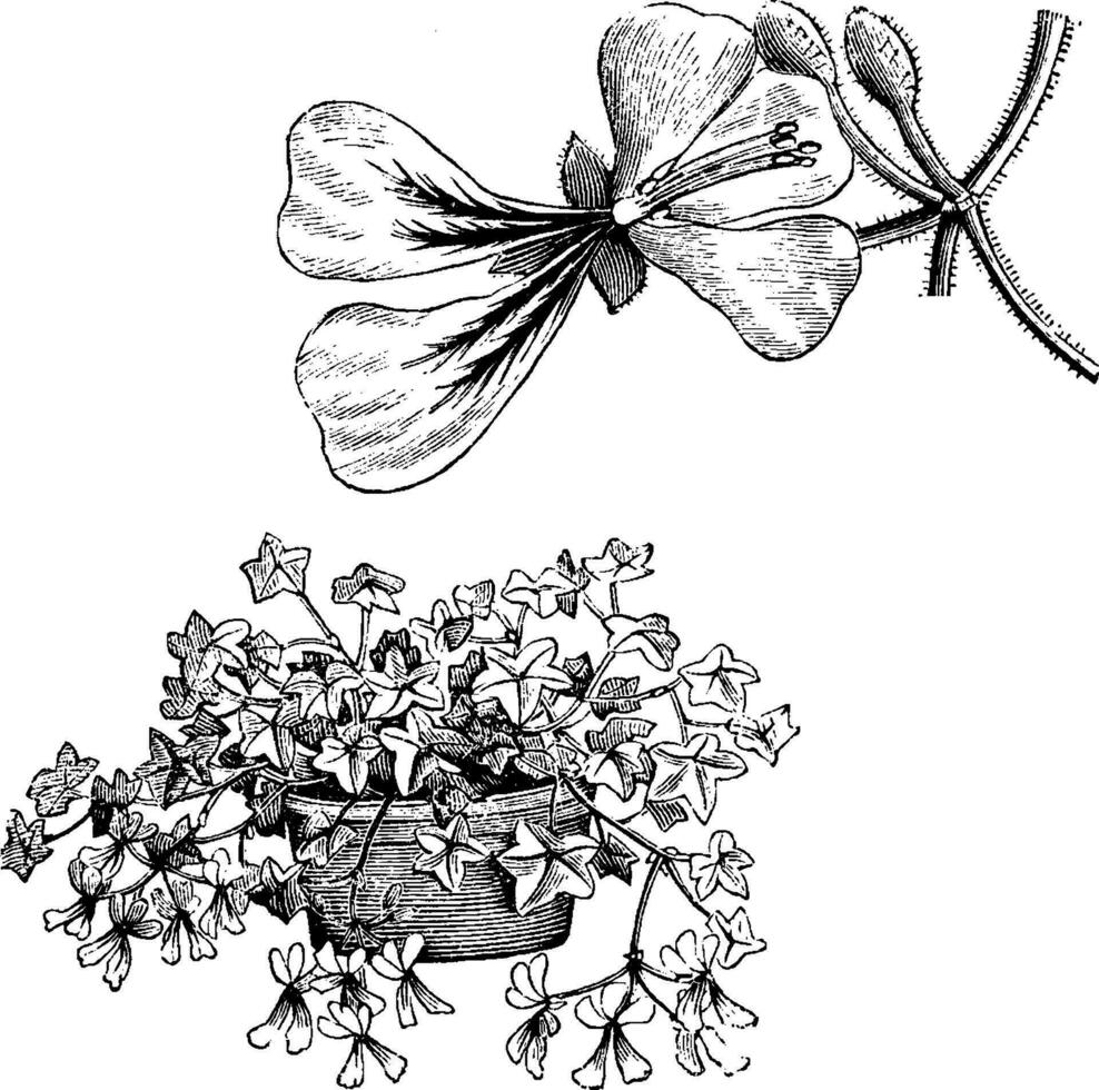 pelargonium peltatum wijnoogst illustratie. vector