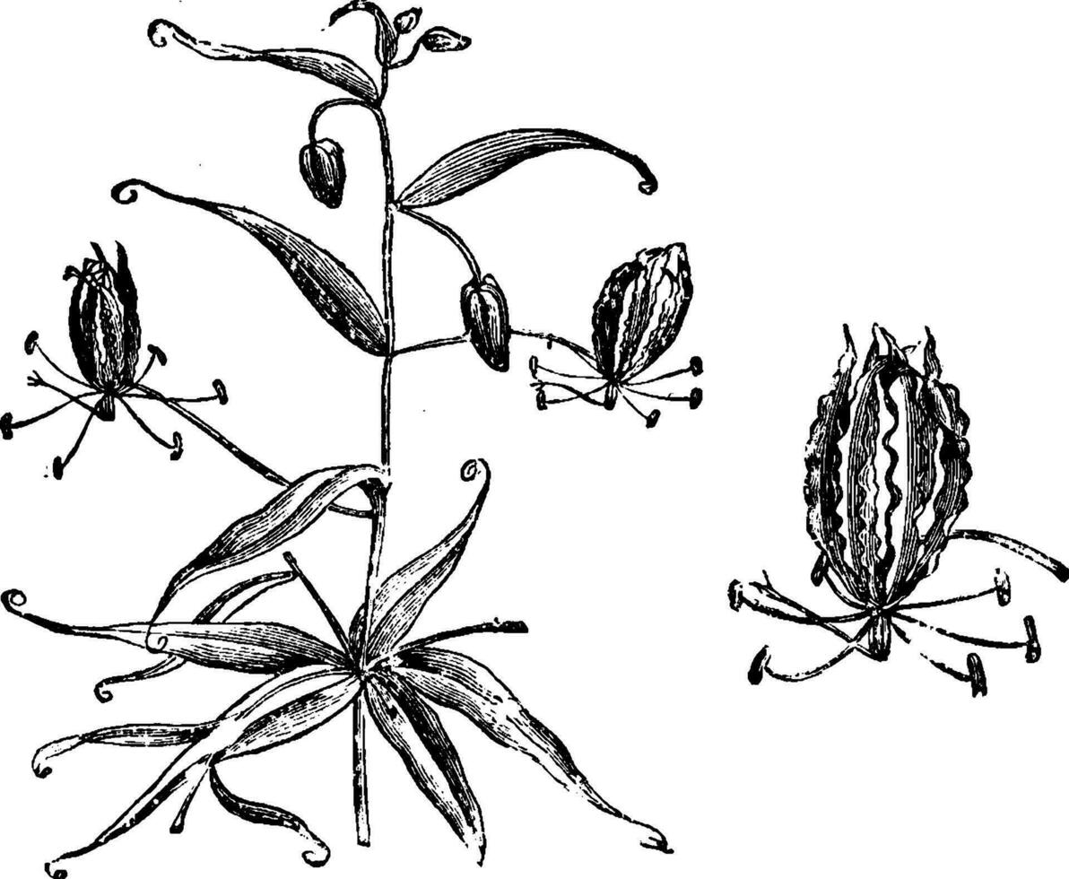 bloeiend Afdeling en single bloem van gloriosa superba wijnoogst illustratie. vector