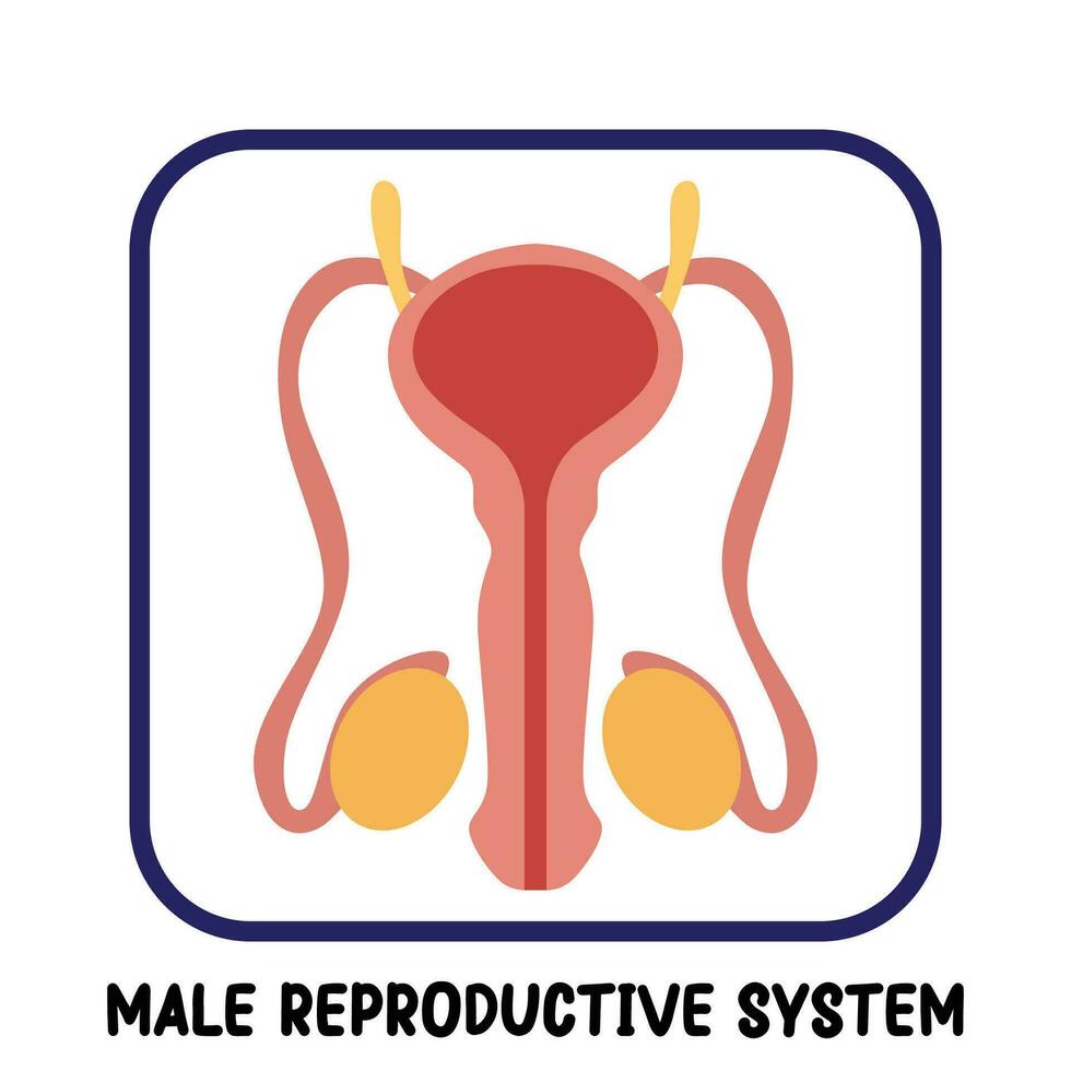 menselijk intern organen vlak vector mannetje voortplantings- systeem