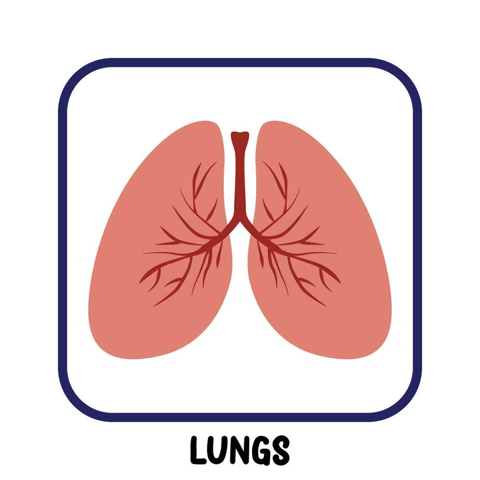 menselijk intern organen vlak vector longen