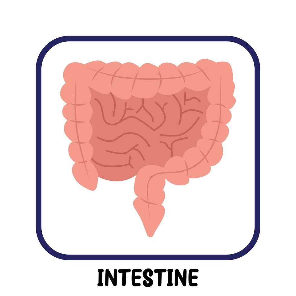 menselijk intern organen vlak vector darm