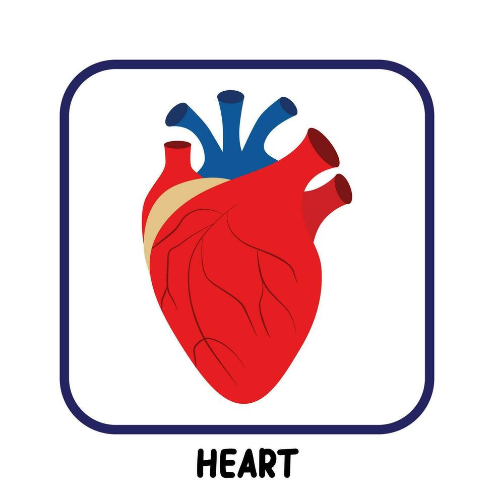 menselijk intern organen vlak vector hart