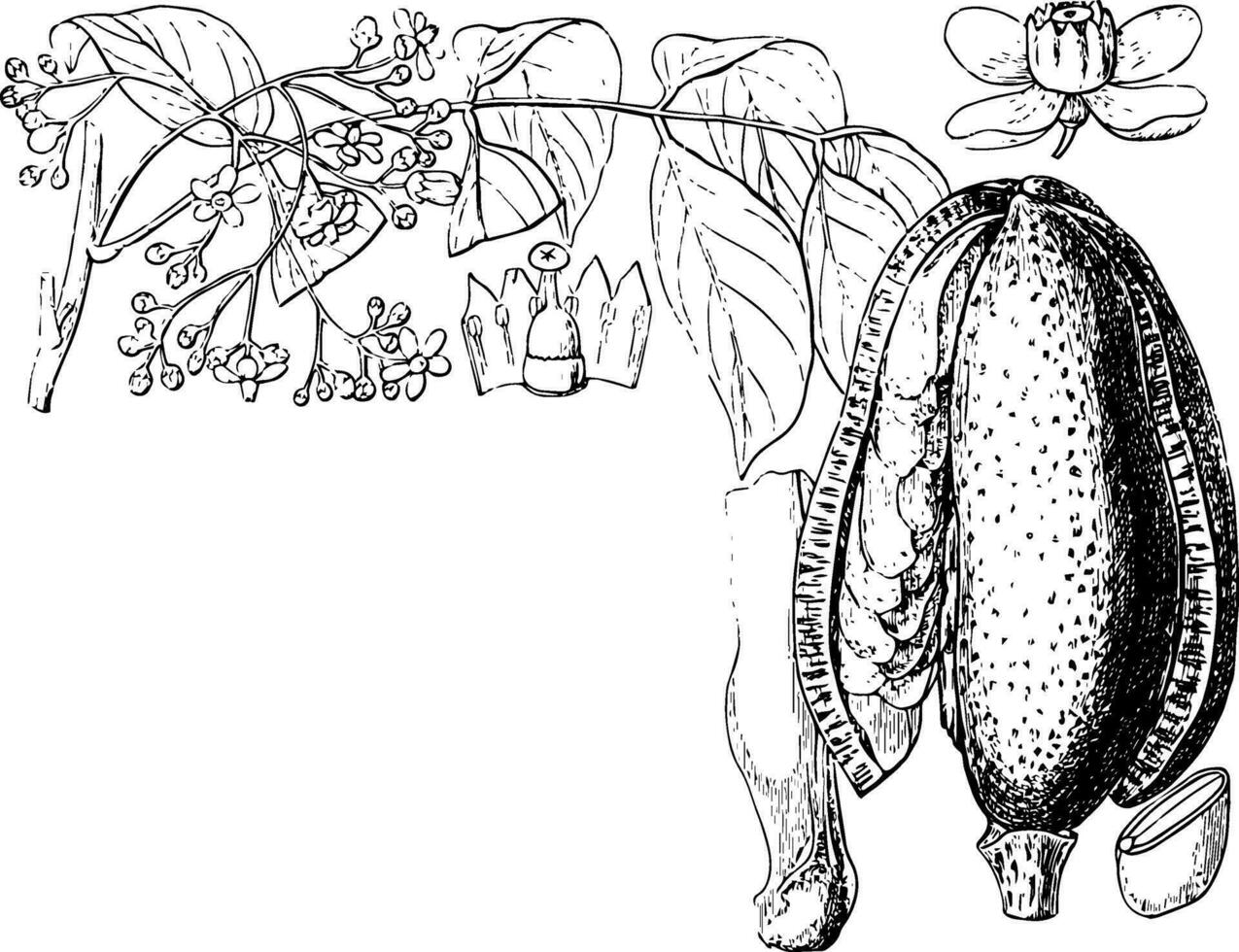 west Indisch mahonie wijnoogst illustratie. vector