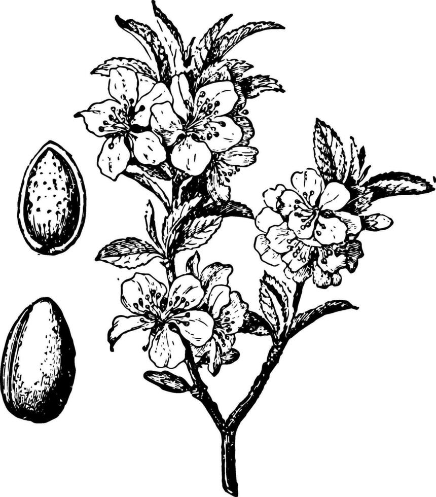 amandel boom en fruit wijnoogst illustratie. vector