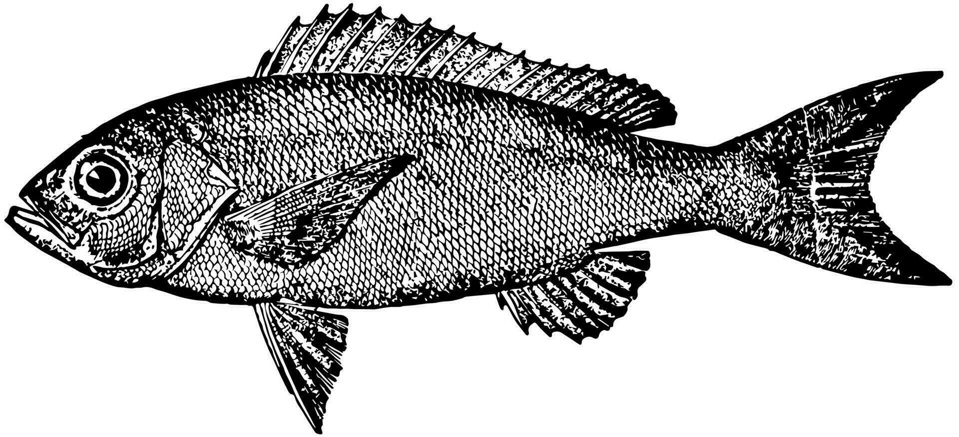 vermiljoen snapper, wijnoogst illustratie. vector