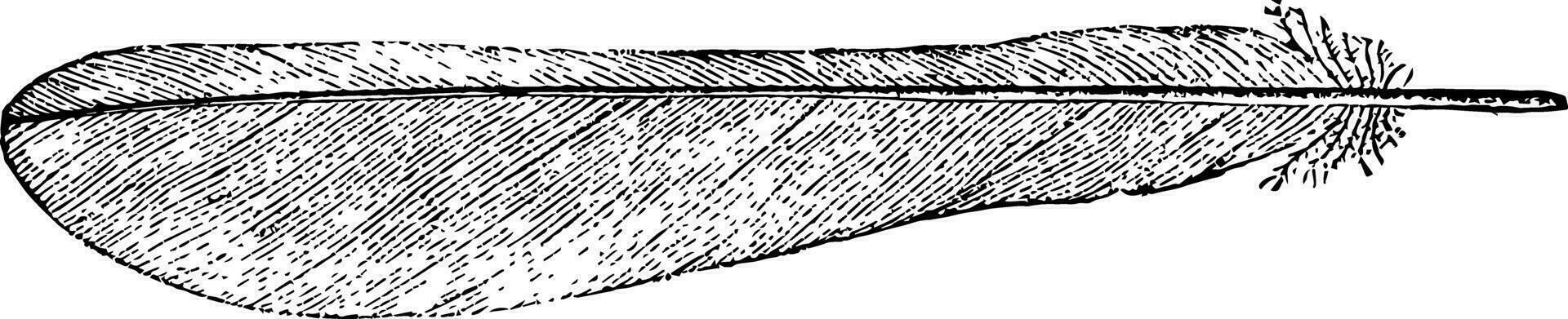 een veer van de staart van een koningsvogel, wijnoogst illustratie. vector