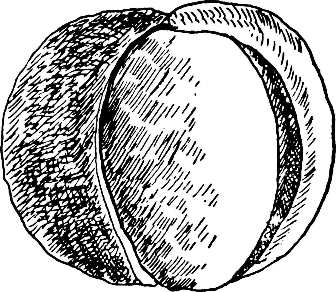 Buckeye fruit wijnoogst illustratie. vector