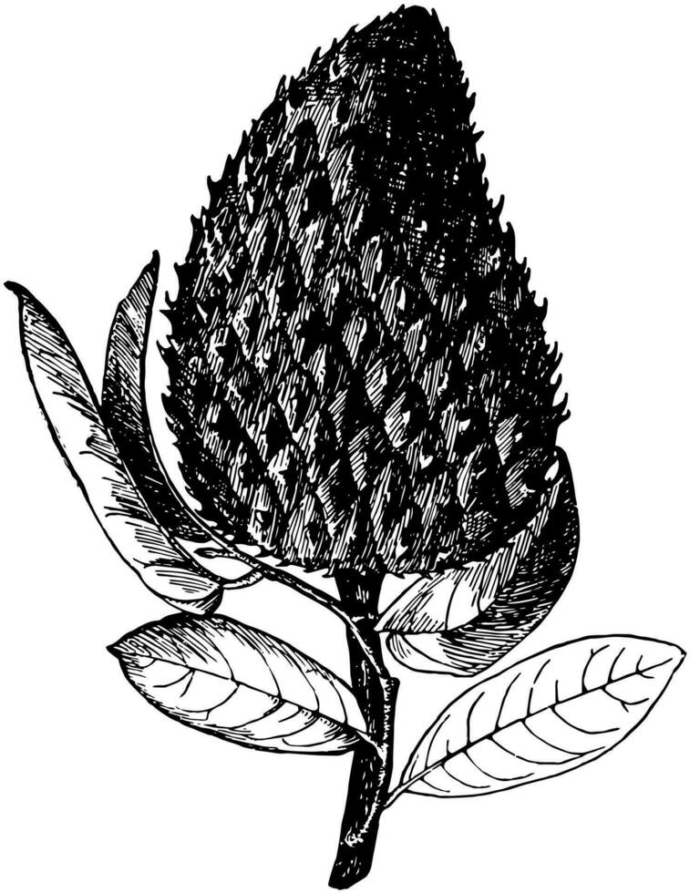 annona muricata wijnoogst illustratie. vector