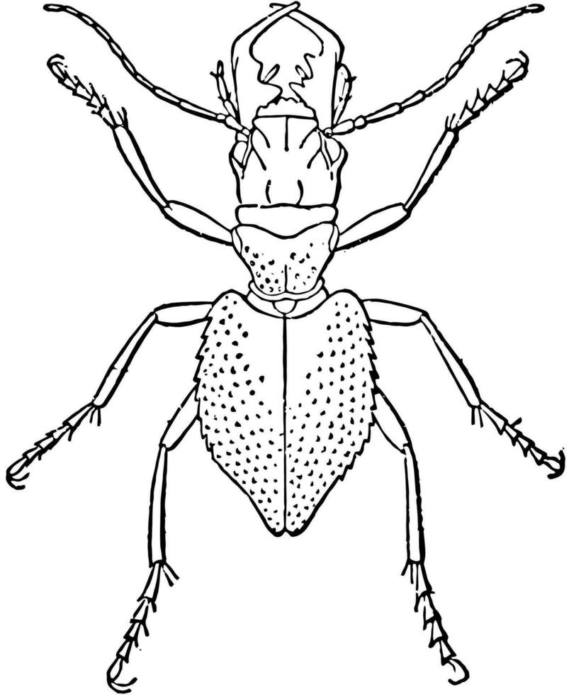 manticora tuberculata, wijnoogst illustratie. vector