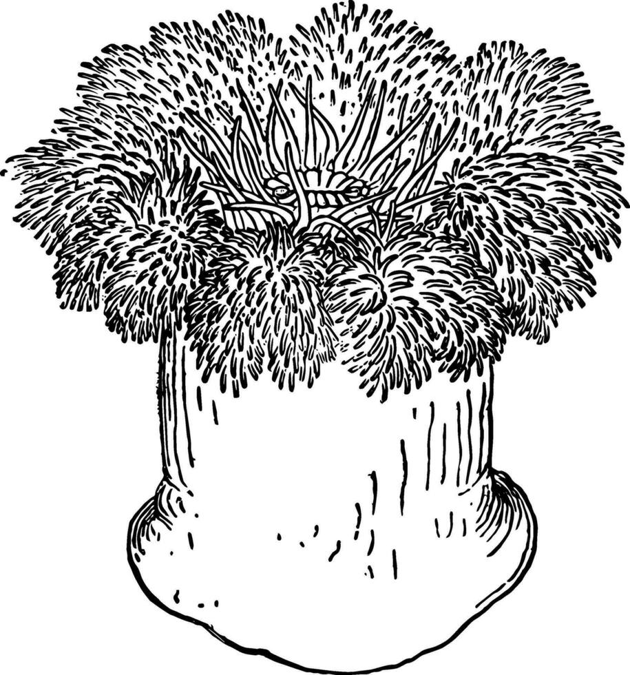 gemeenschappelijk zee anemoon, wijnoogst illustratie. vector