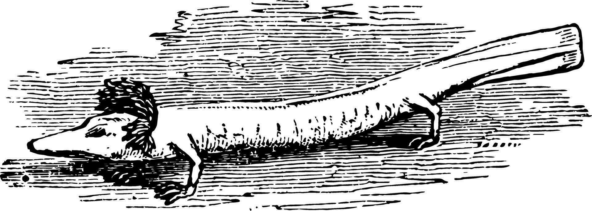 Proteus anguinus, wijnoogst illustratie. vector