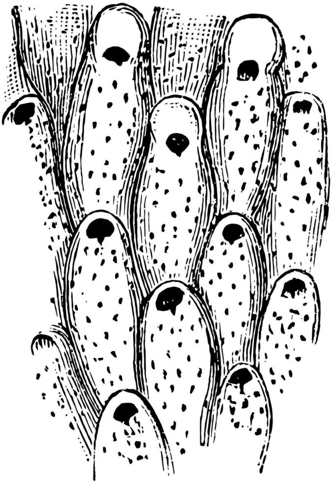 prehistorisch bryozoa, wijnoogst illustratie. vector