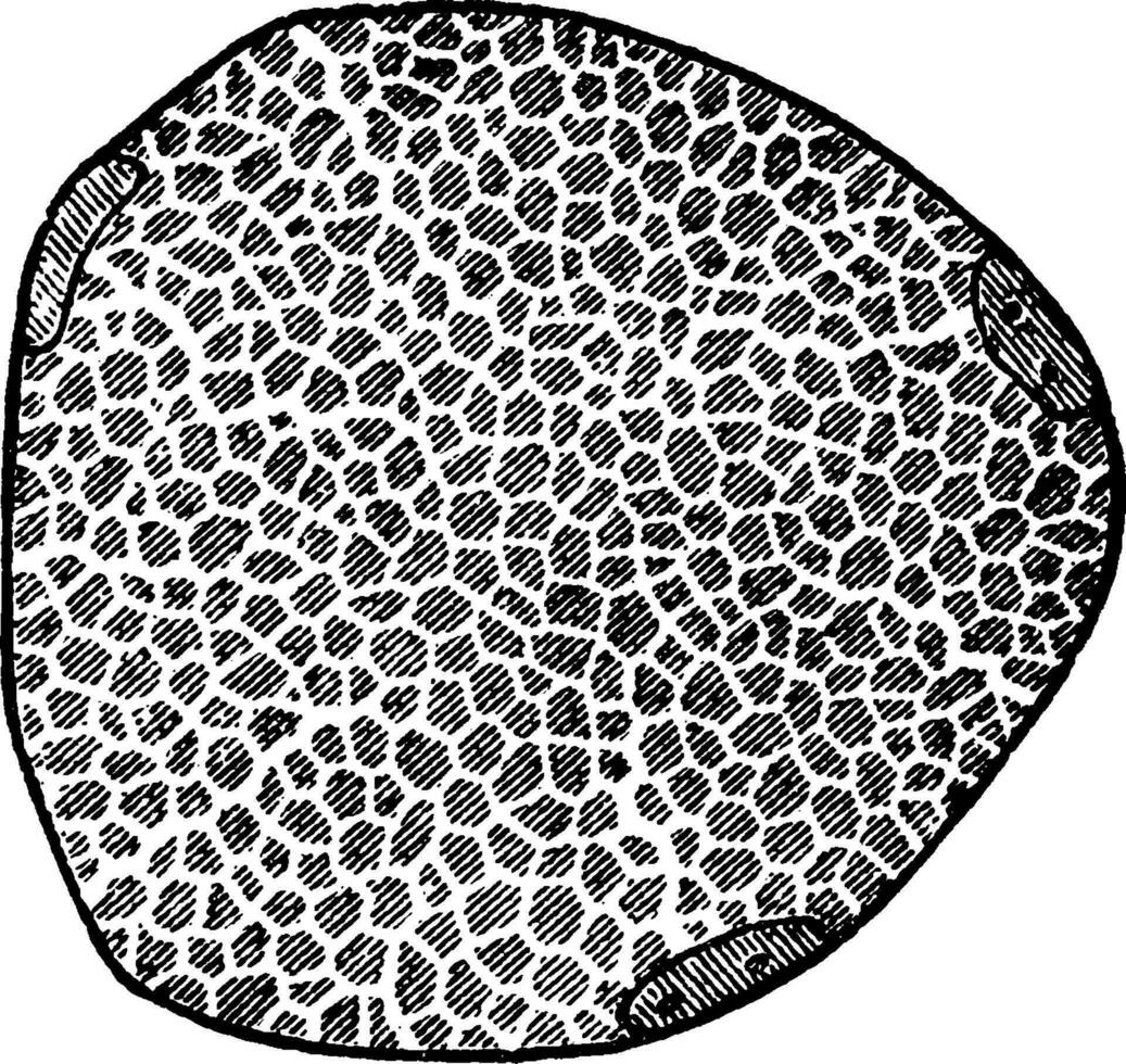 sectie van een spier vezel, wijnoogst illustratie. vector