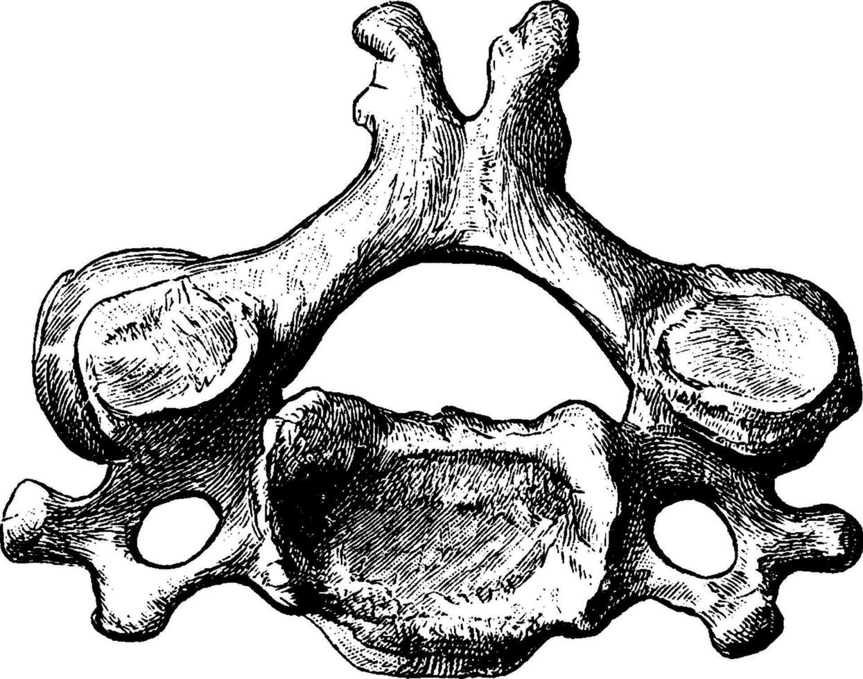 vierde cervicaal wervel bekeken van bovenstaande, wijnoogst illustratie. vector