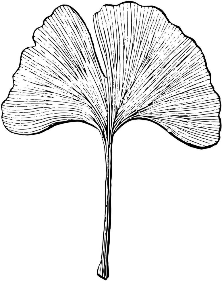 ginkgo wijnoogst illustratie. vector